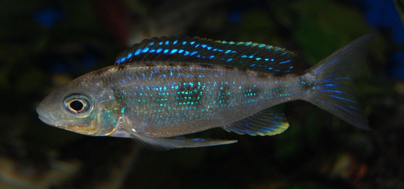 Cyathopharynx sp. 'furcifer north' Resha